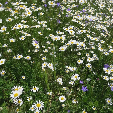 Ban Kneissl's Apartmán *