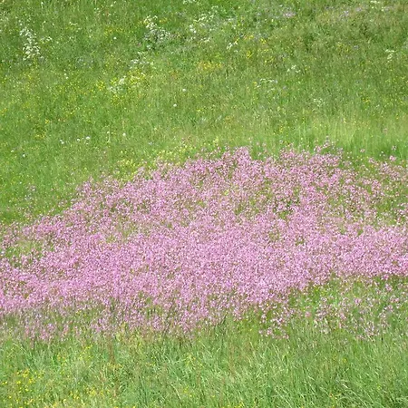 Apartmán Ban Kneissl's *